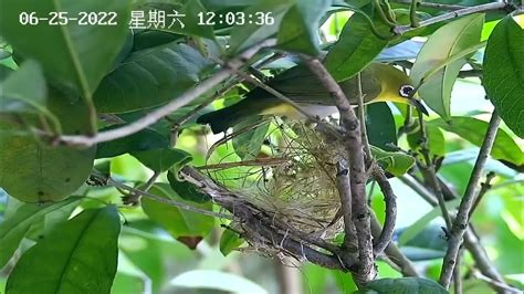 攀援植物例子 綠繡眼 築巢